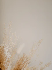 brown grass on white surface