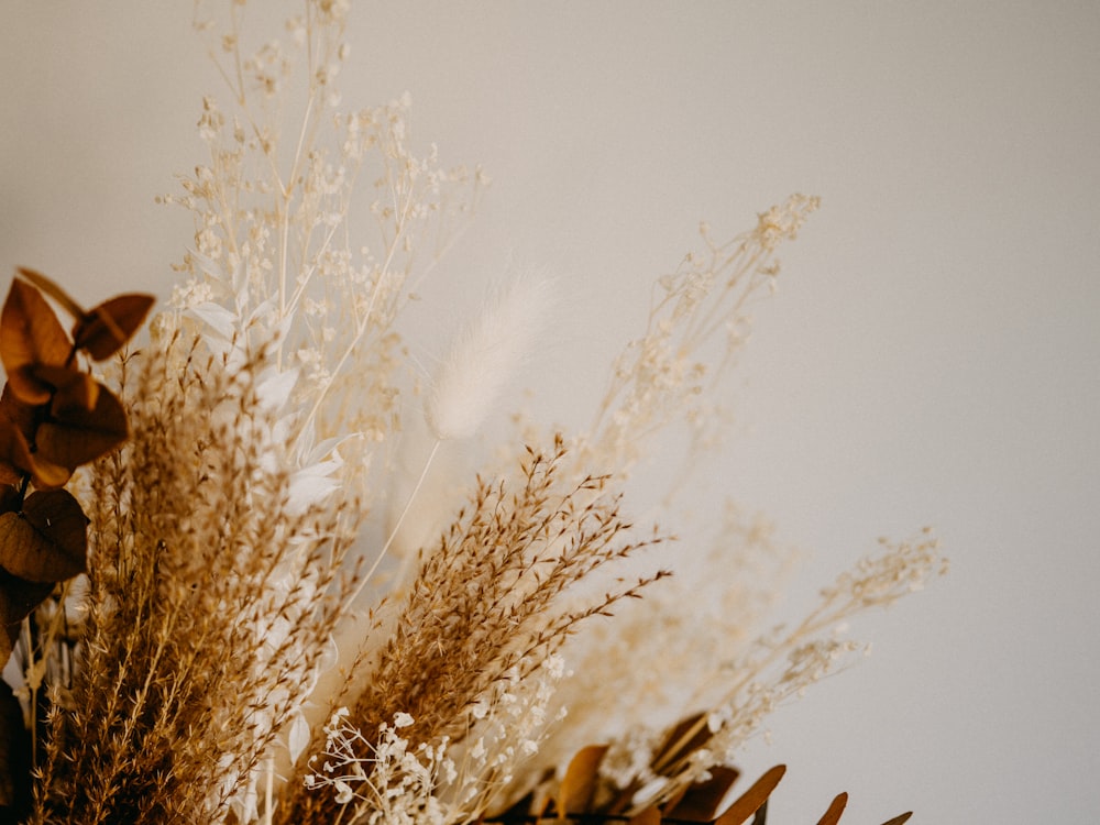 brown wheat field during daytime