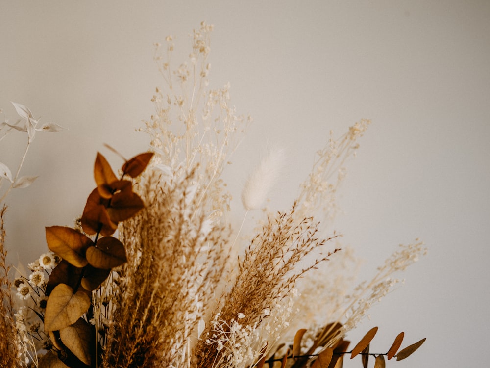 brown plant under white sky during daytime