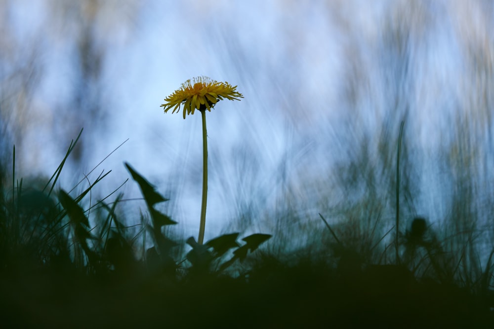 yellow flower in tilt shift lens