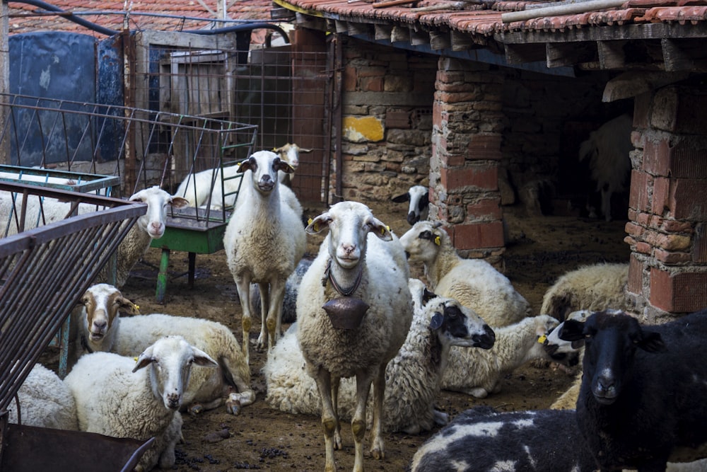 herd of sheep on brown soil