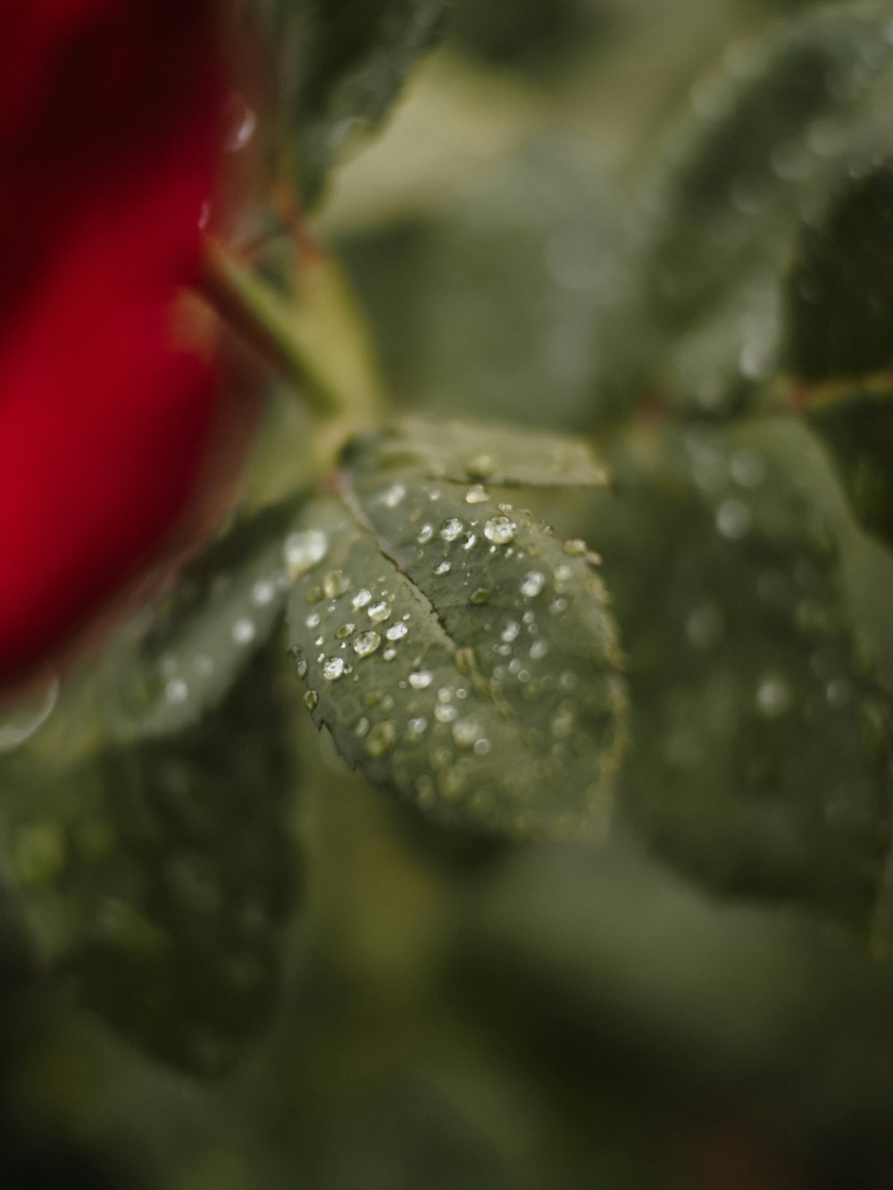 gotículas de água na planta da folha verde