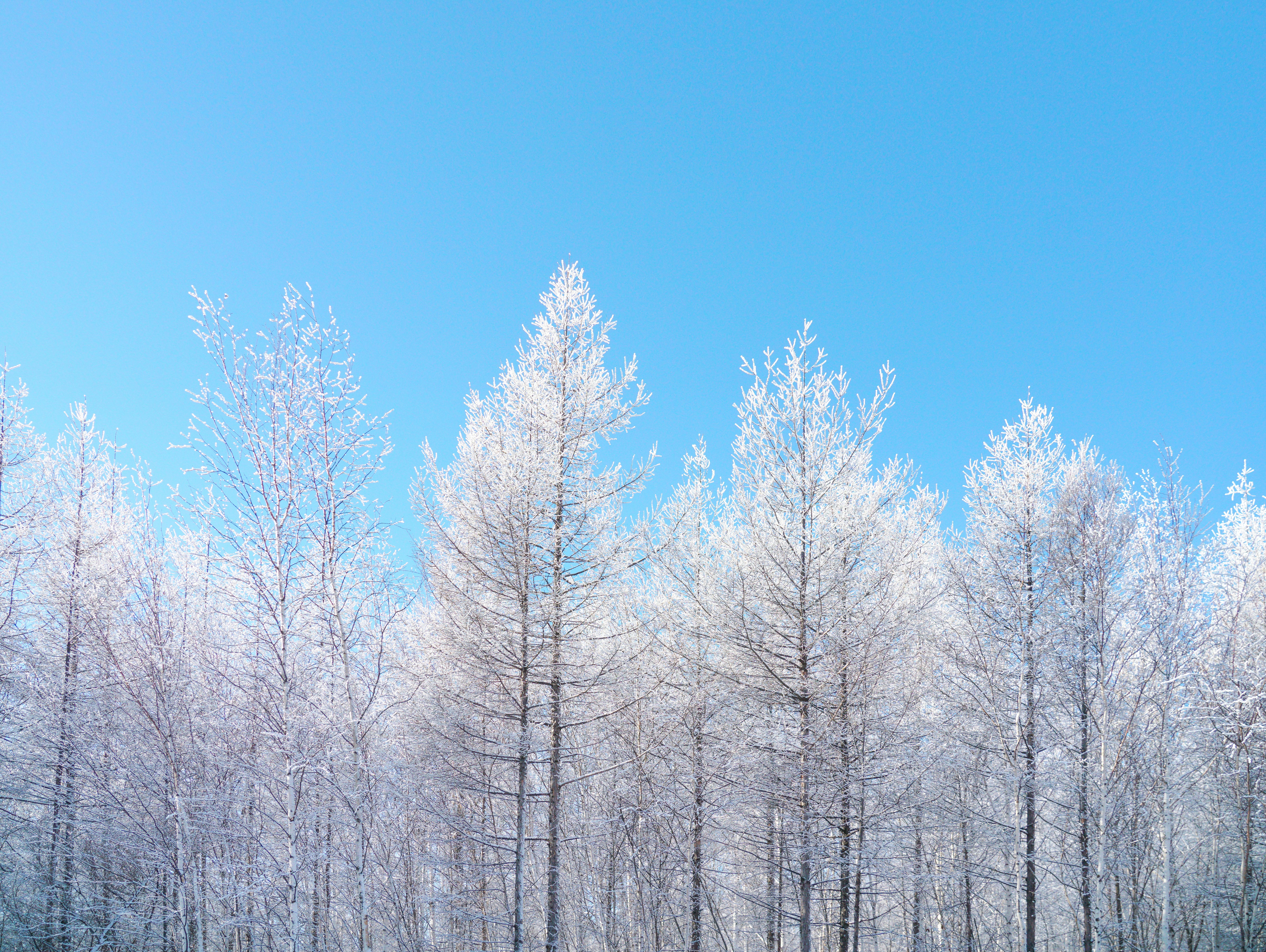 bare trees under blue sky during daytime