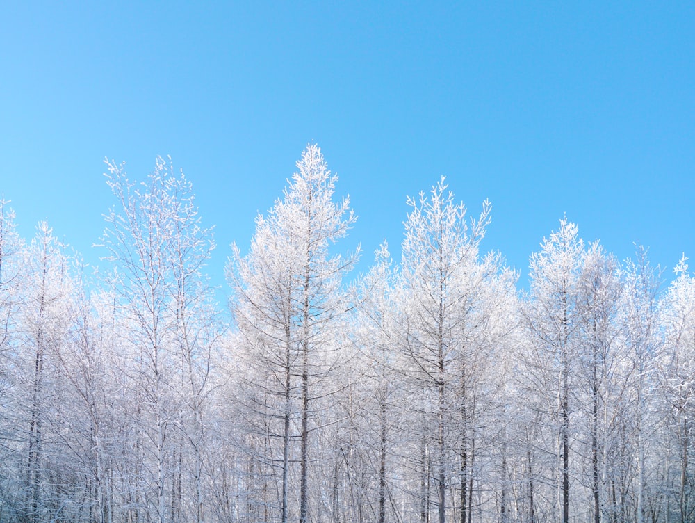 alberi spogli sotto il cielo blu durante il giorno