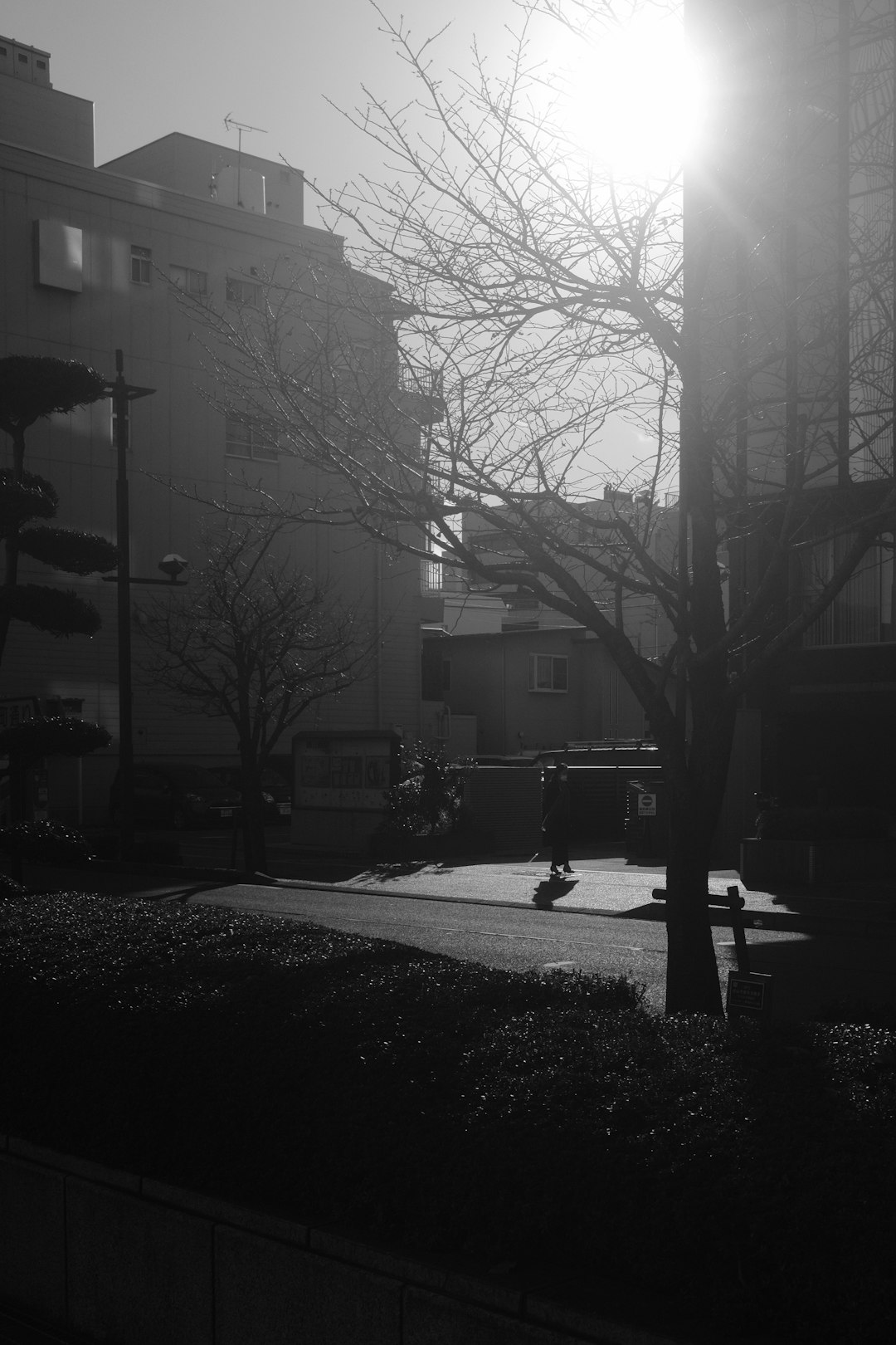 grayscale photo of bare trees near building