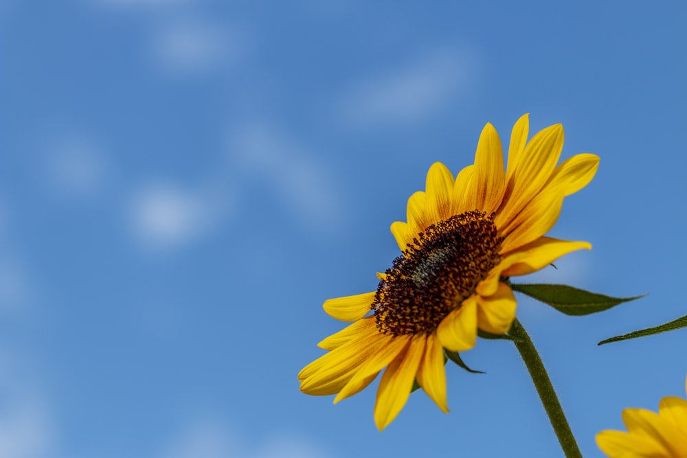 yellow flower in tilt shift lens