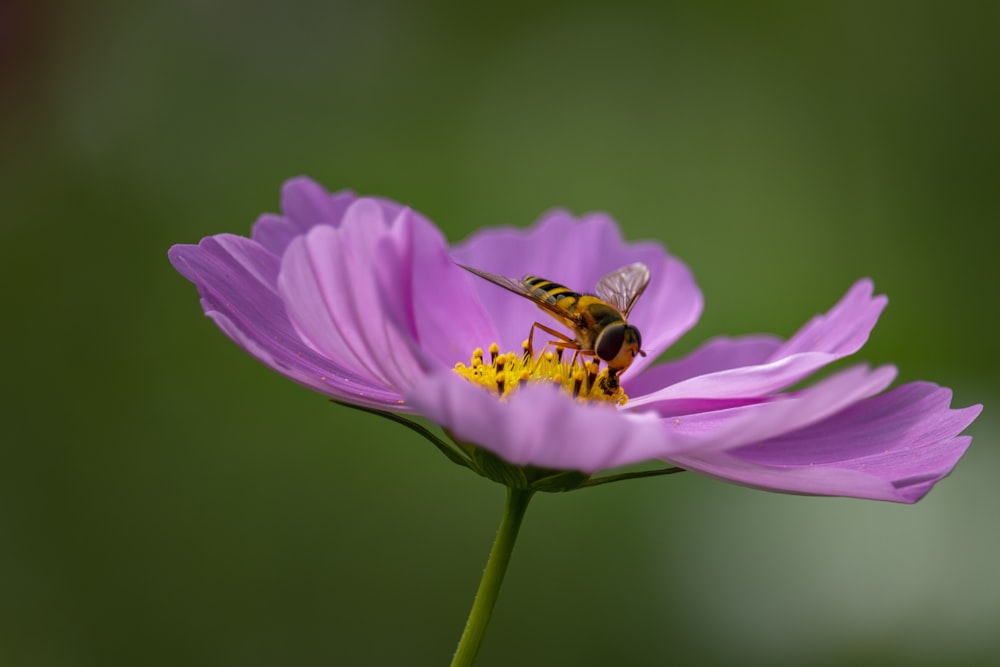 yellow and black bee on purple flower