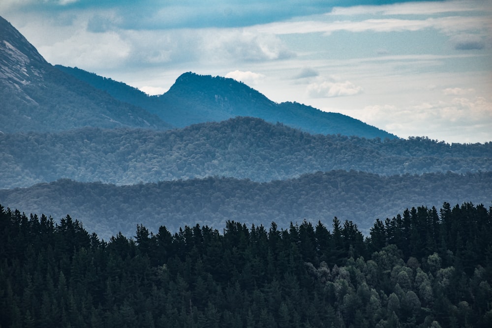 green trees on mountain under blue sky during daytime