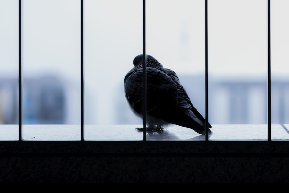 black bird on white wooden window