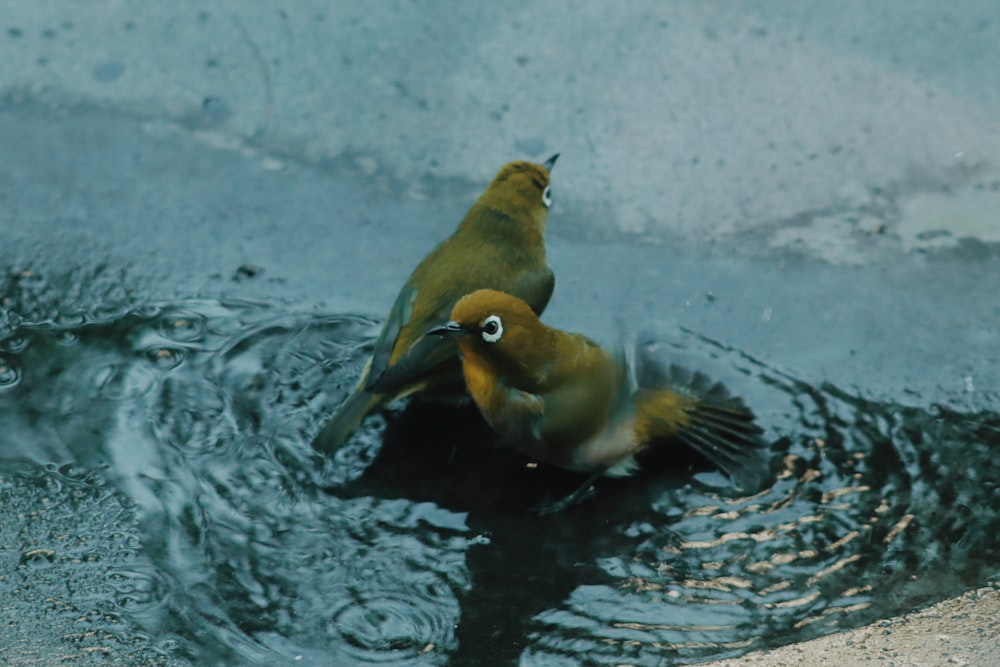 yellow and black bird on water