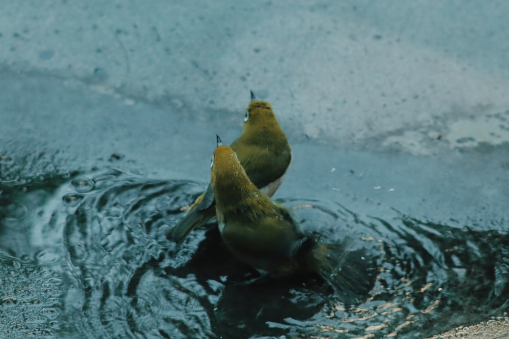 yellow and black bird on water