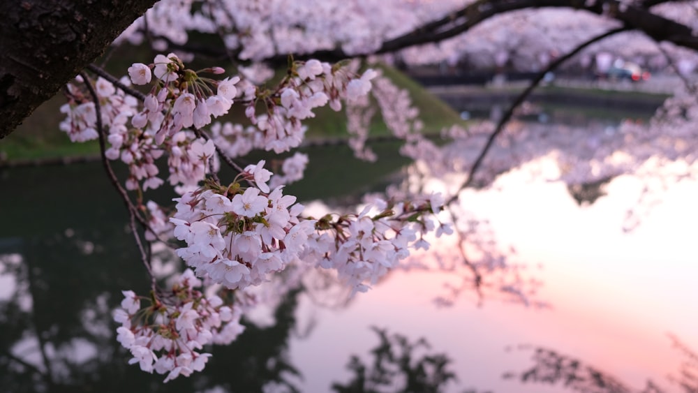 white cherry blossom during sunset