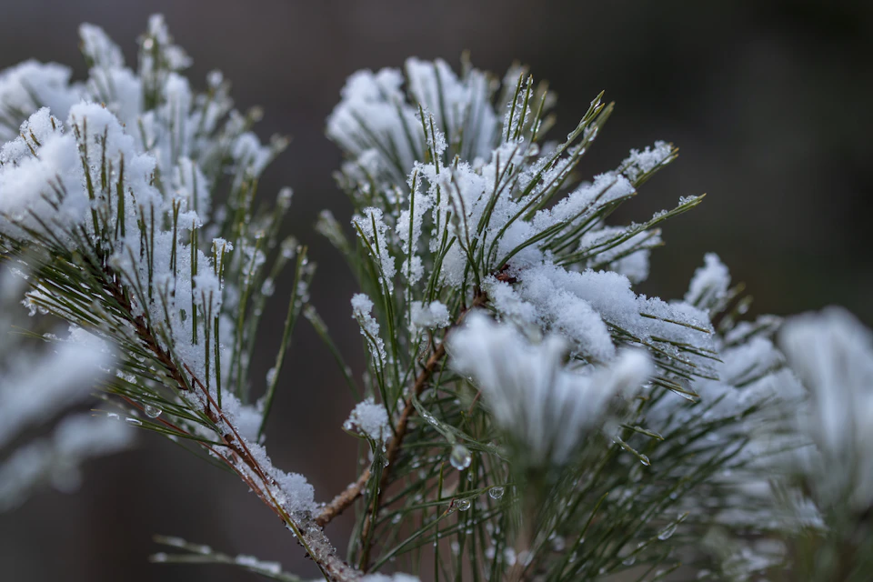 Close-up view of a pine tree branch covered in snow and dusted with white