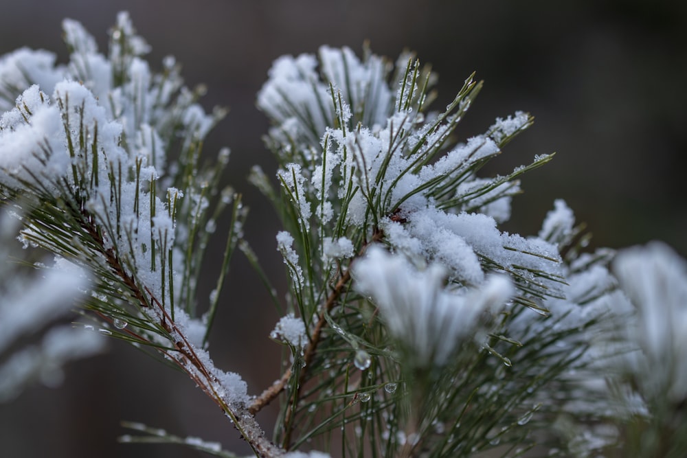 white flowers on brown stem