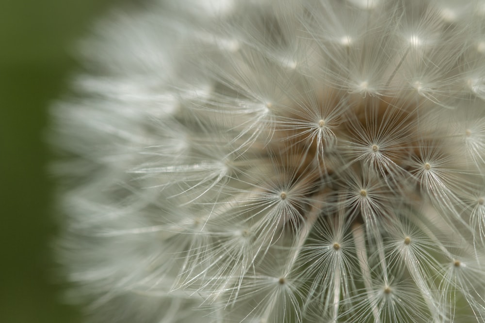 white dandelion in close up photography