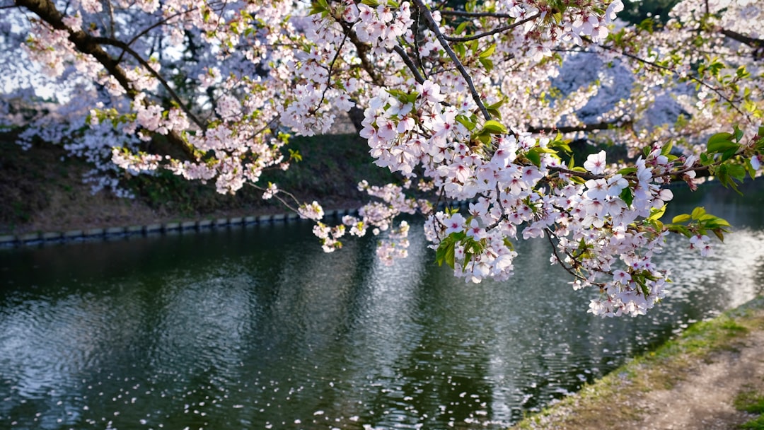 floraison cerisiers japonais