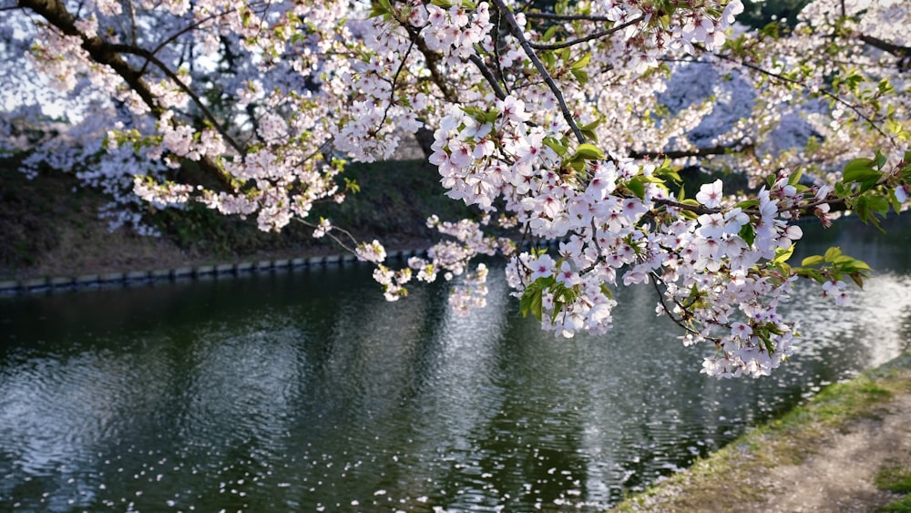 white and purple flowers on body of water