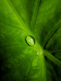 water droplets on green leaf