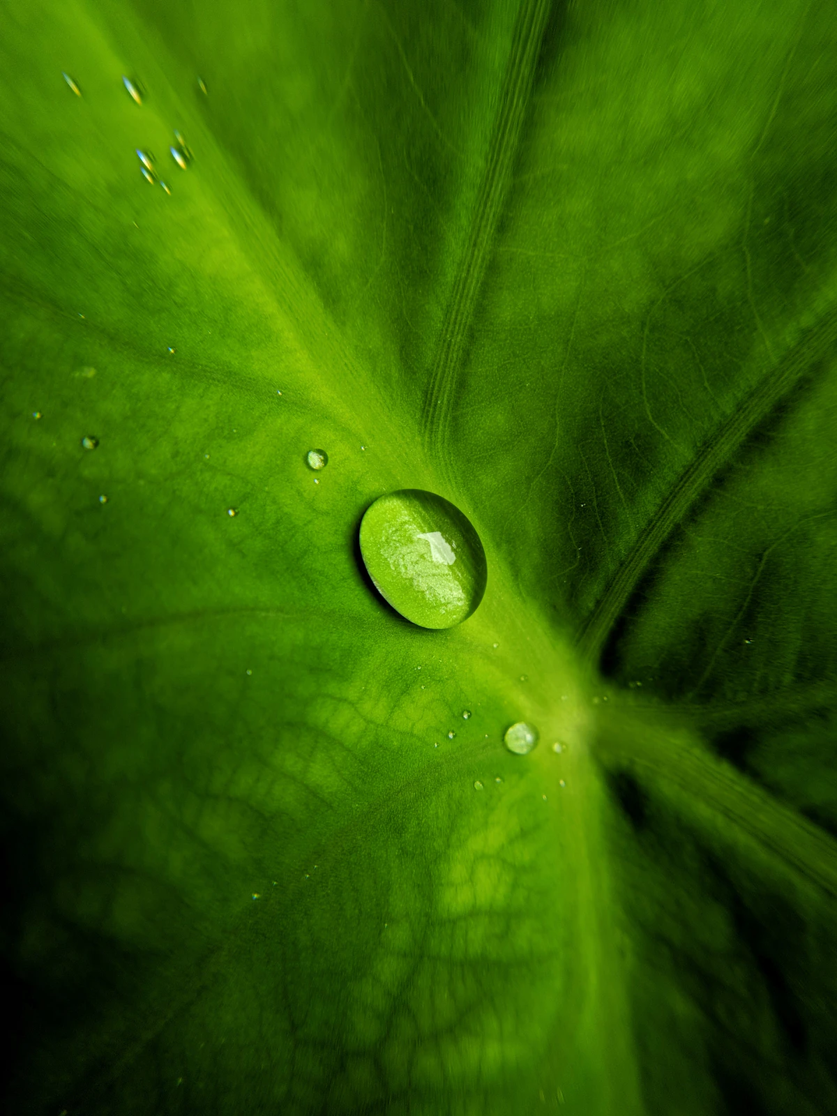 Water droplets clinging to a green leaf surface, the naturally soft fluoride-free moisture that calatheas evolved to absorb
