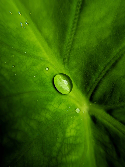 Close-up of water droplets on a green leaf