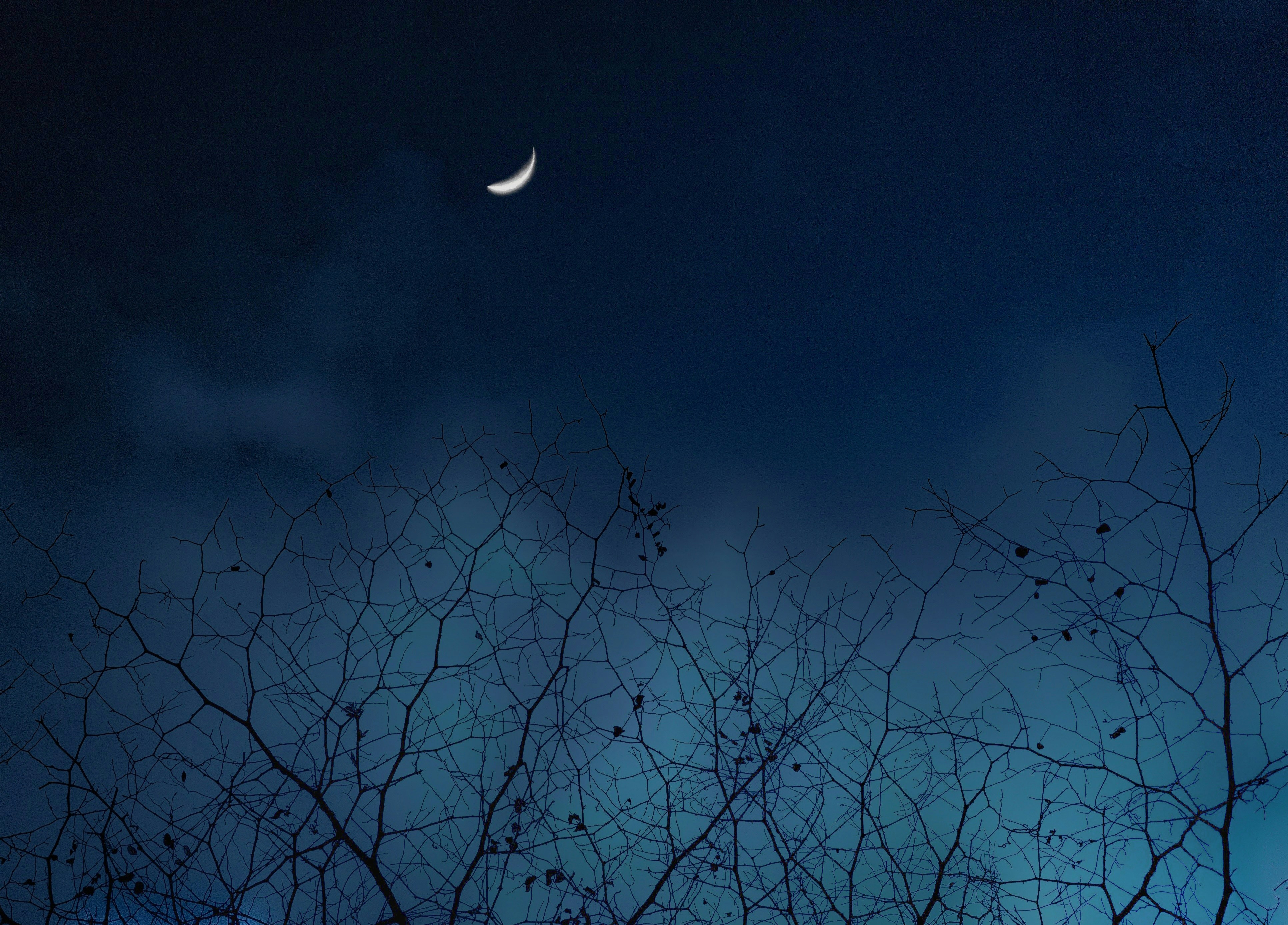 Night Forest Pictures Download Free Images On Unsplash