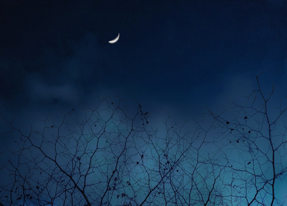 leafless tree under gray sky