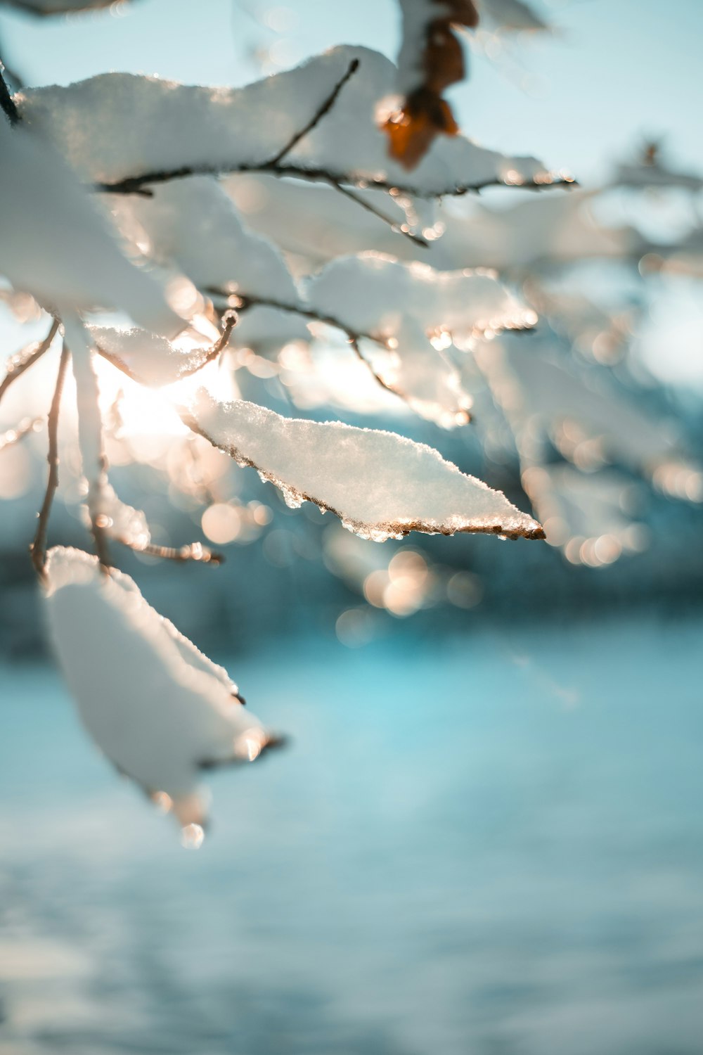 white leaf on body of water during daytime