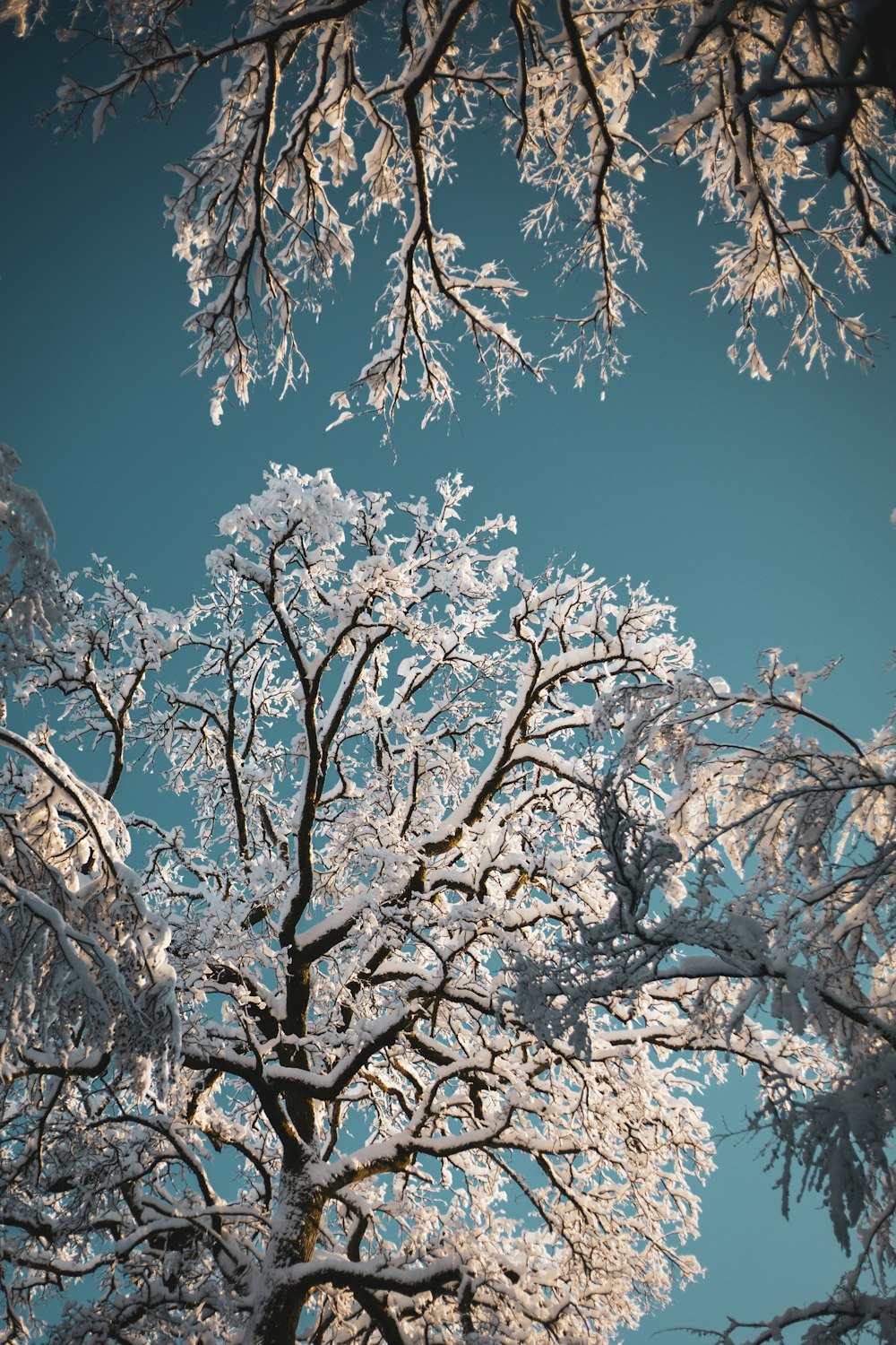 white cherry blossom tree under blue sky during daytime