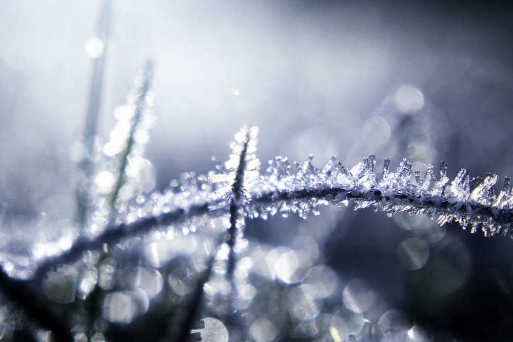 water droplets on plant stem in grayscale photography