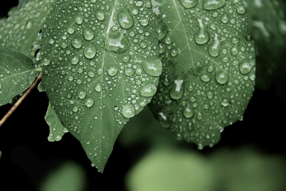 water droplets on green leaf