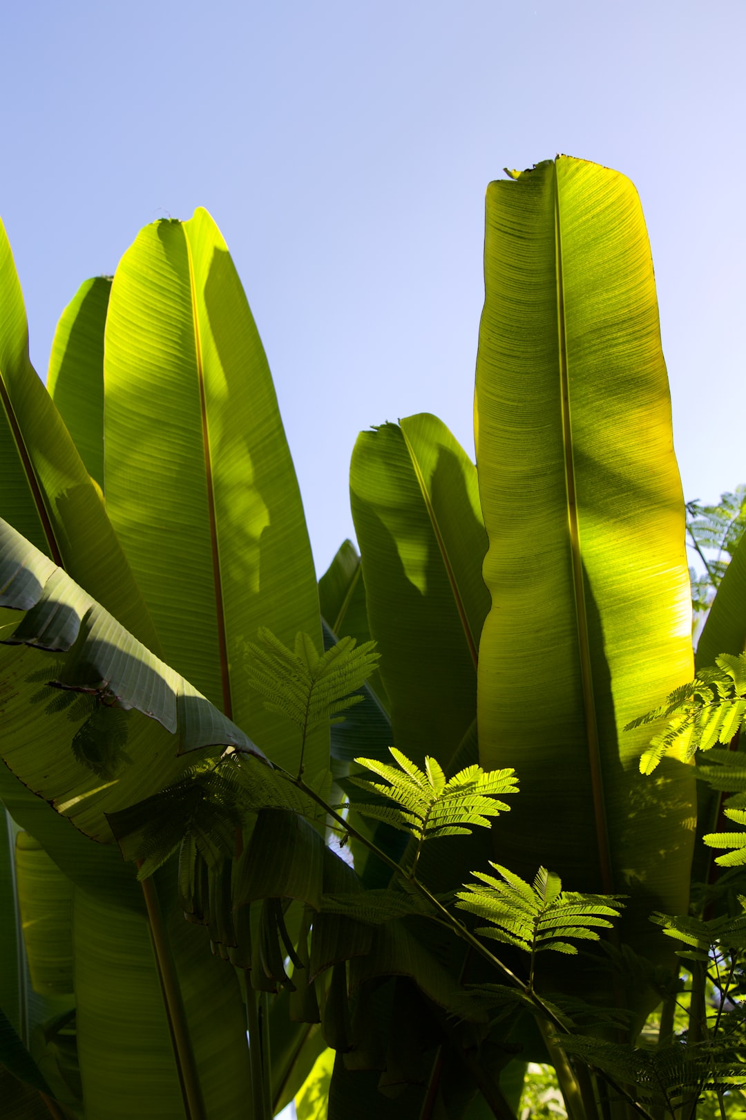 green banana tree under blue sky during daytime