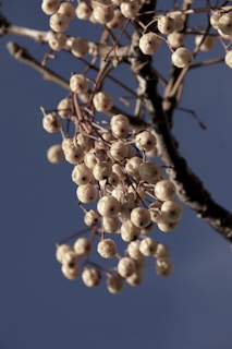A serene depiction of a cluster of berries on a branch with gentle light filtering through.