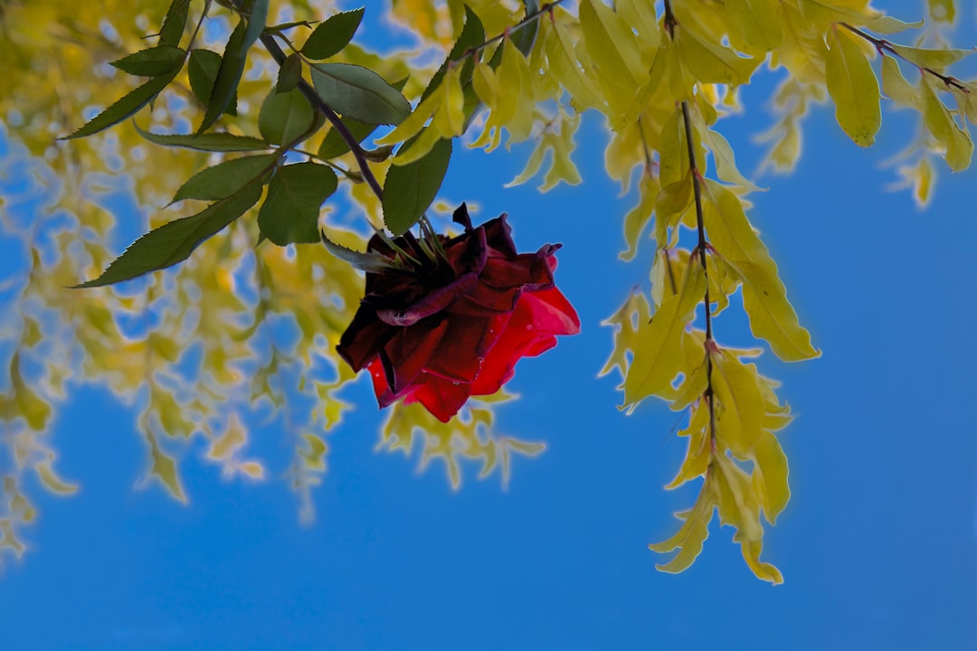 yellow and red maple leaves under blue sky during daytime