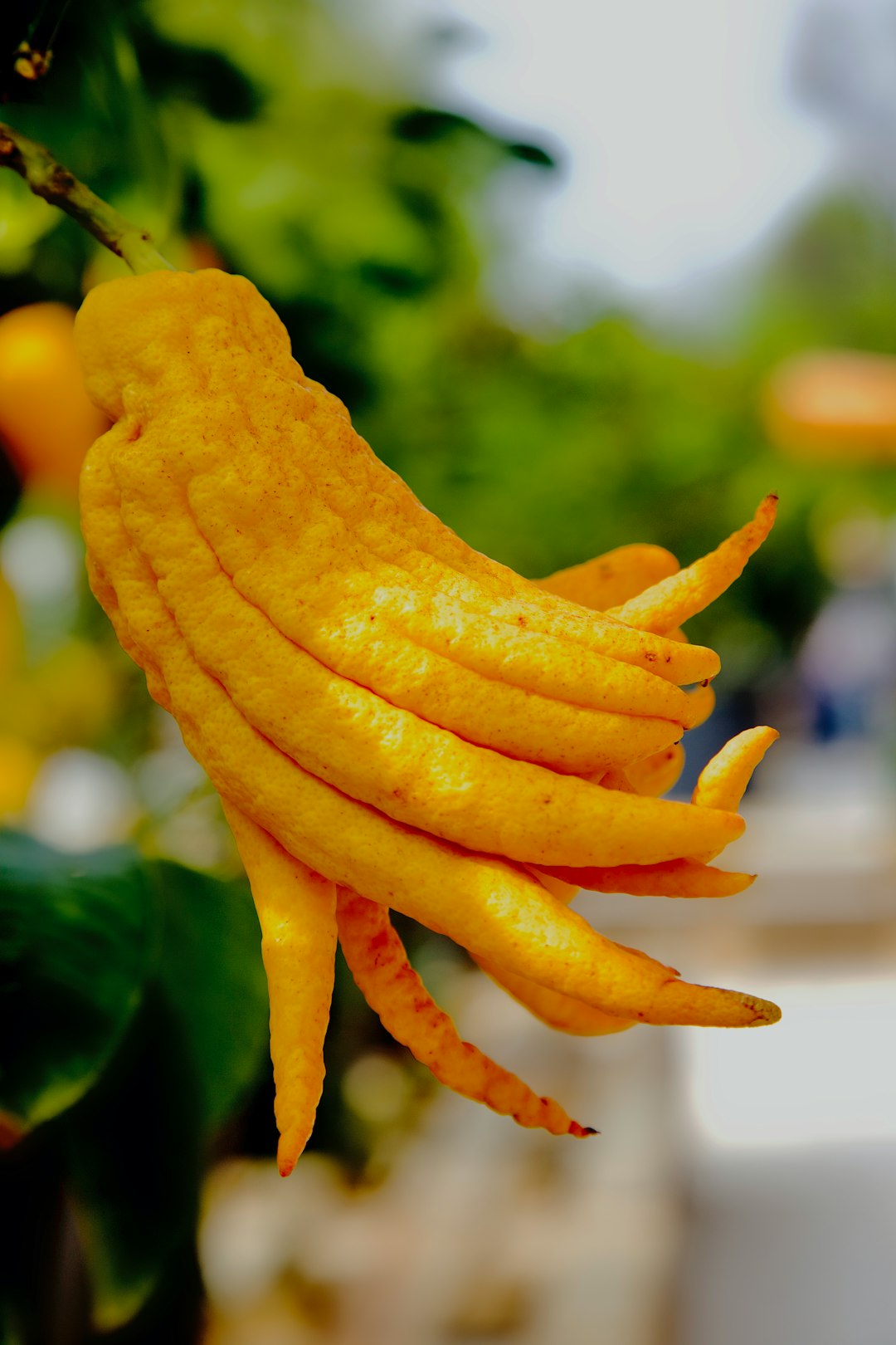 yellow and green chili in close up photography