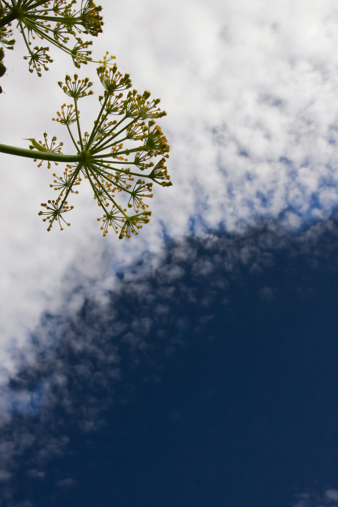 green leaf under blue sky during daytime
