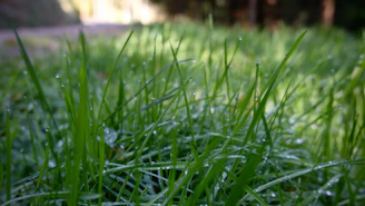 Close-up of vibrant green grass blades glistening with morning dew in a natural lawn setting.