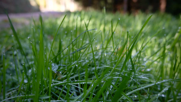 Close-up of vibrant green grass blades glistening with morning dew in a natural lawn setting.