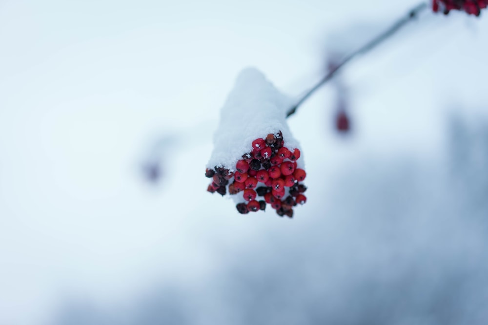 red round fruits covered with snow