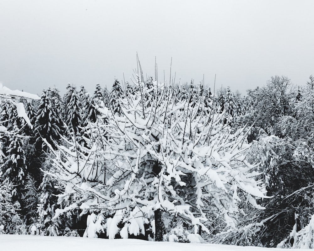 snow covered tree during daytime