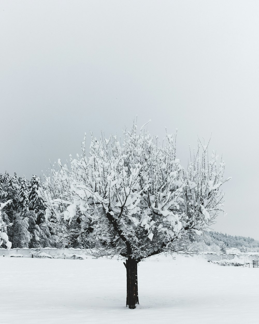 snow covered trees during daytime