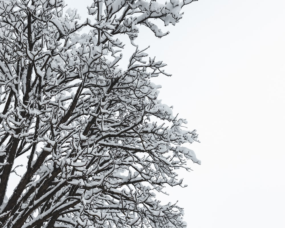 black tree with white snow