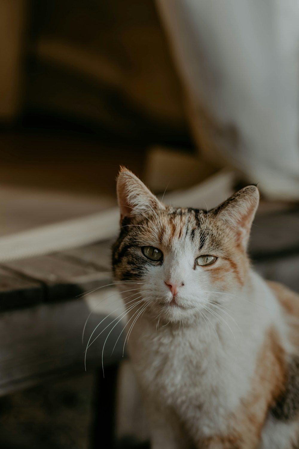 white and brown tabby cat