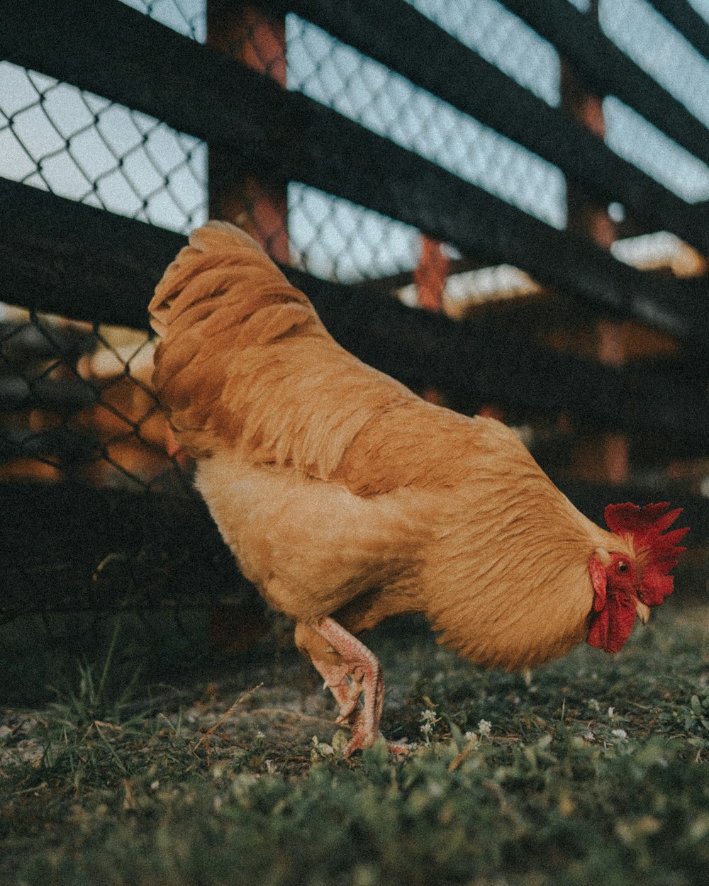 braunes Huhn auf braunem Grasfeld