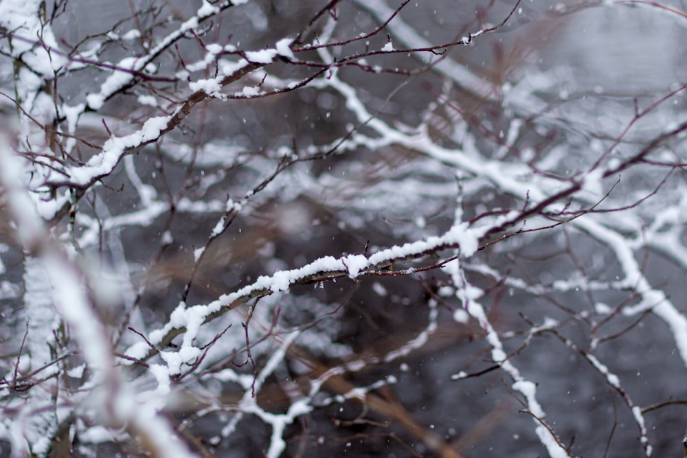 white snow on brown tree branch