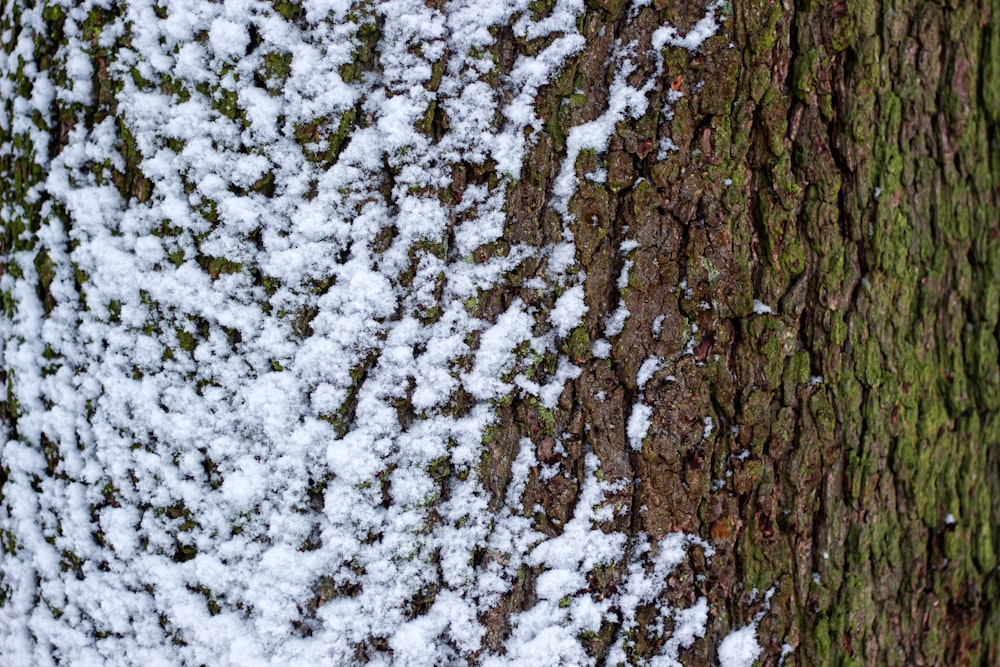 snow covered tree during daytime