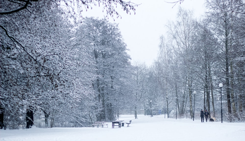 snow covered trees during daytime