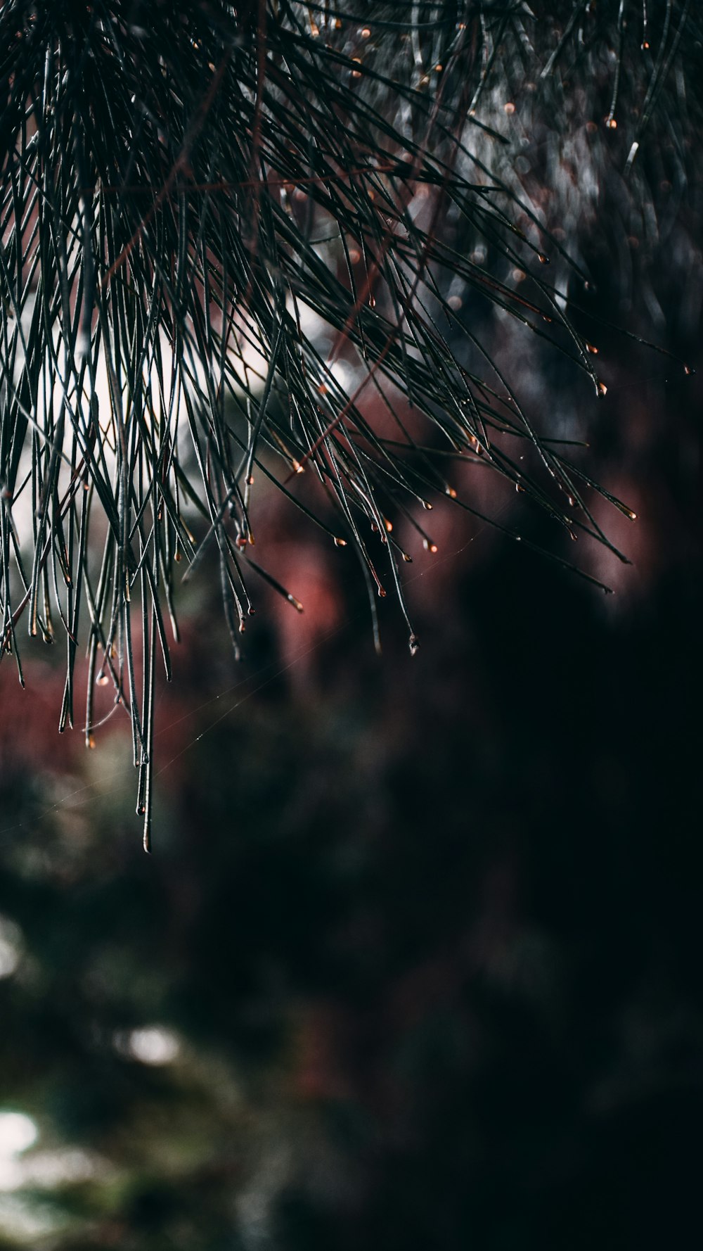 plante blanche et brune en gros plan