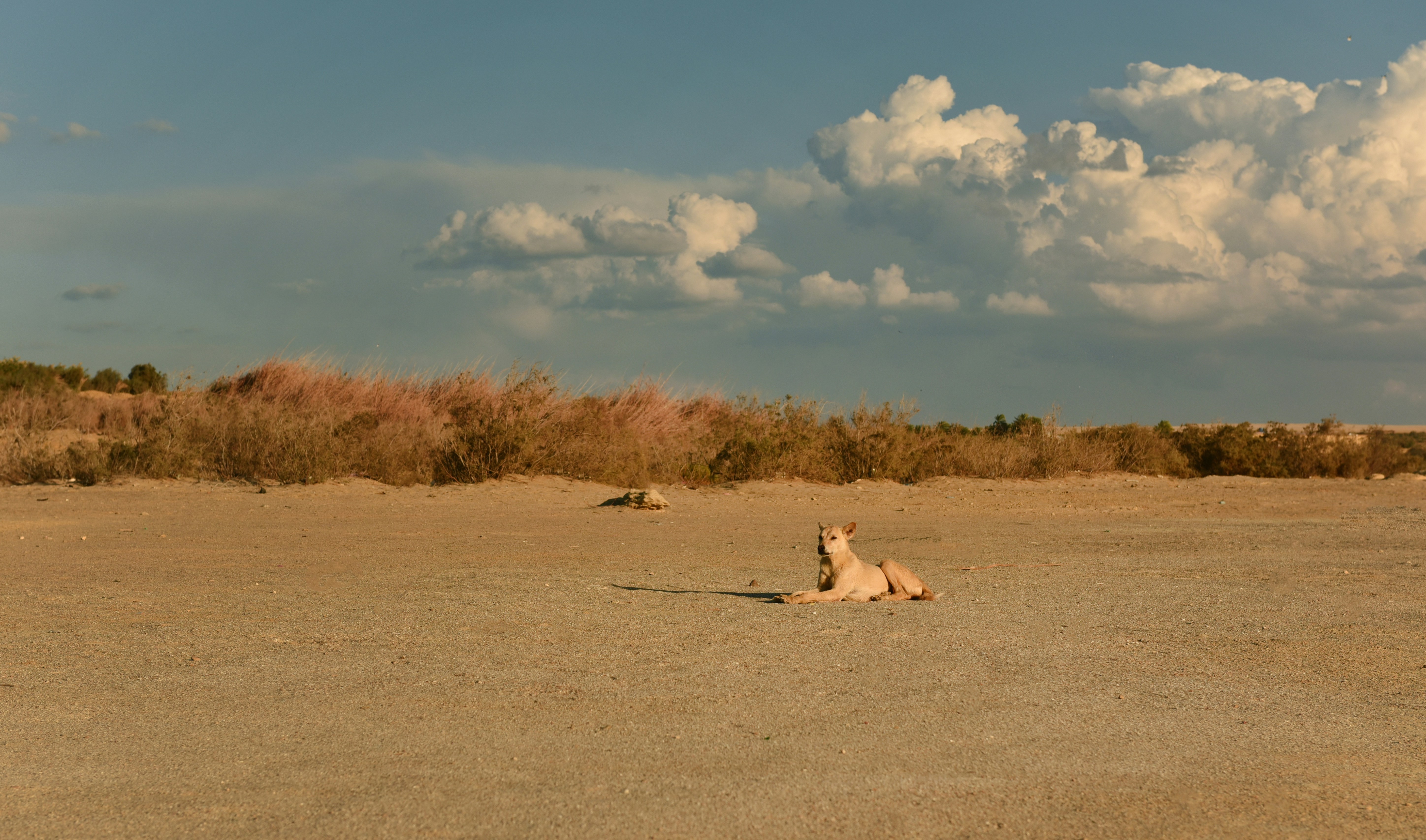 white dog running on brown field under blue and white sunny cloudy sky