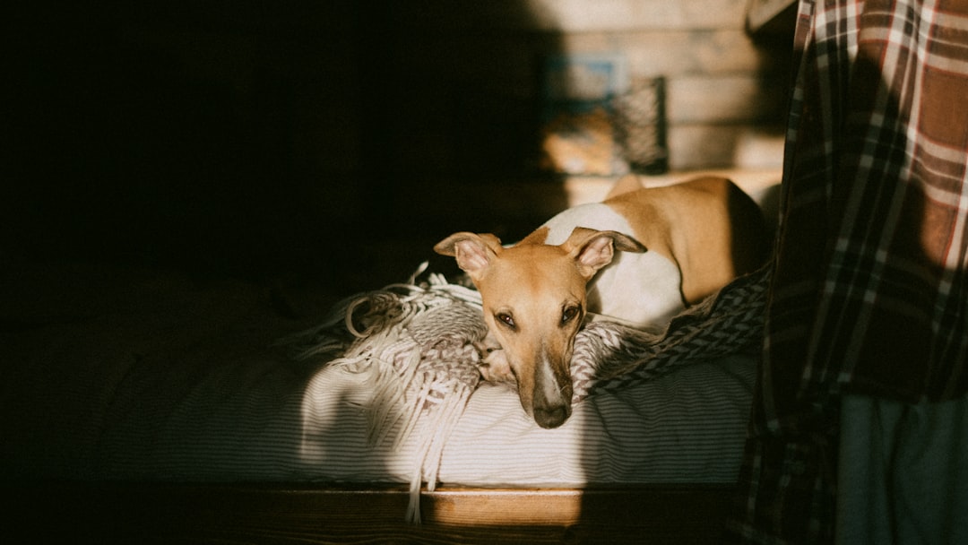 brown short coated dog lying on black textile