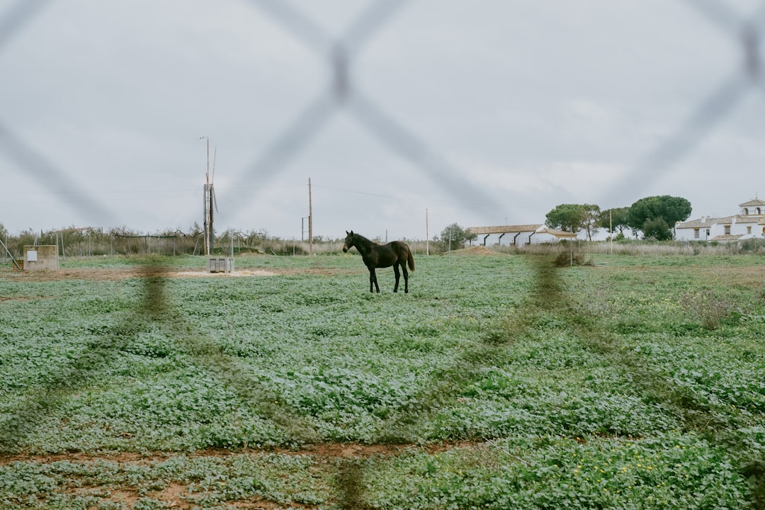 black horse on green grass field during daytime